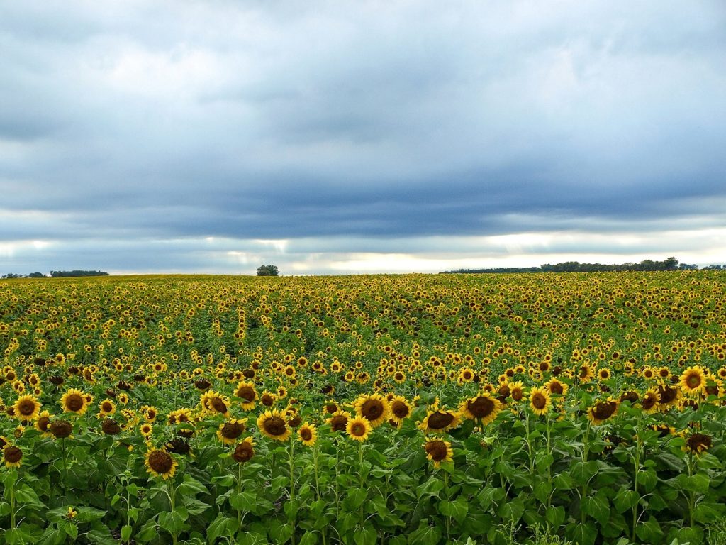 Dr Handicap - North Dakota sunflower field