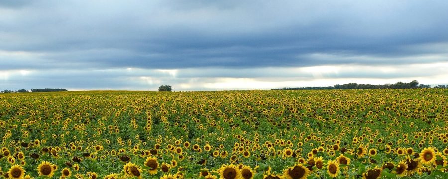Dr Handicap - North Dakota sunflower field
