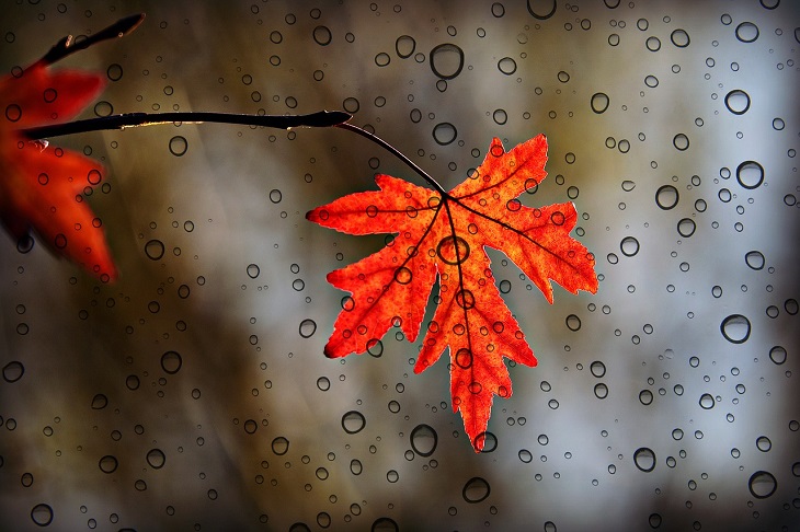 autumn leaf on window